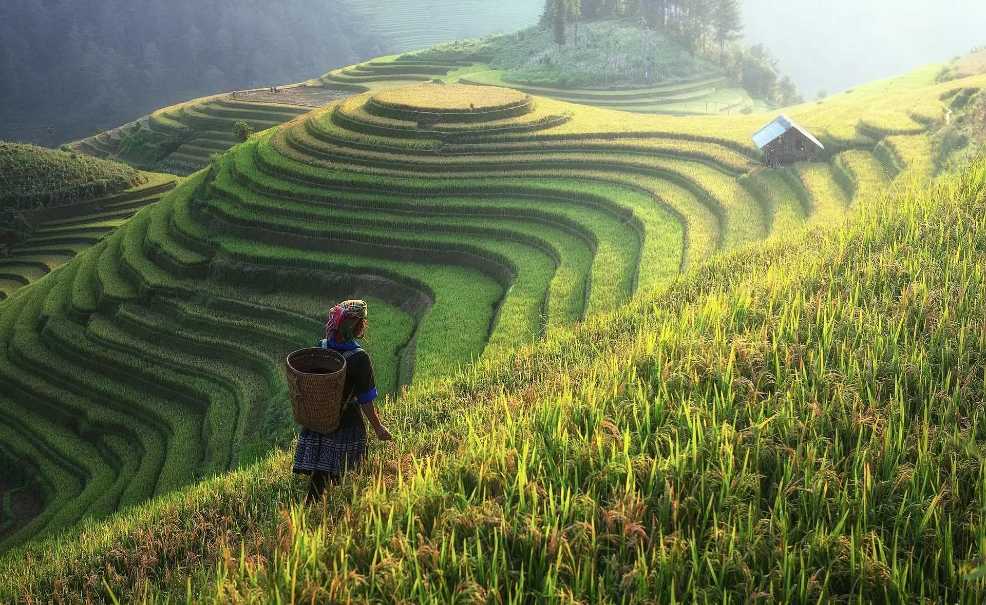 person standing on a rice field